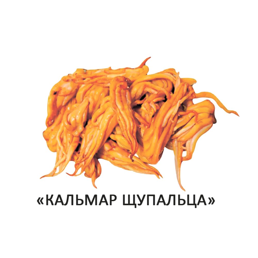 Кальмар щупальца
