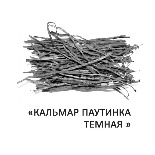 Кальмар паутинка темная